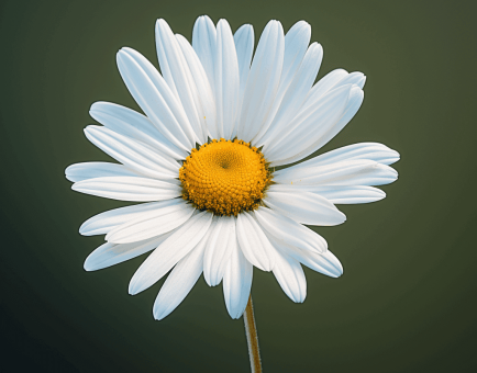 Matricaria chamomilla - Interstellar Blends