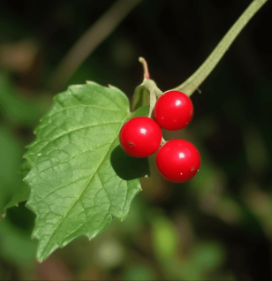 Melothria maderaspatana – A bright shot of Melothria maderaspatana, a medicinal plant in Interstellar Blends for detoxification and immune function.