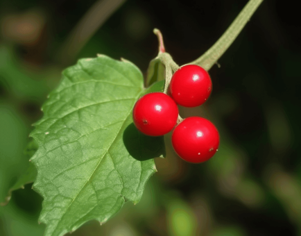 Melothria maderaspatana – A bright shot of Melothria maderaspatana, a medicinal plant in Interstellar Blends for detoxification and immune function.
