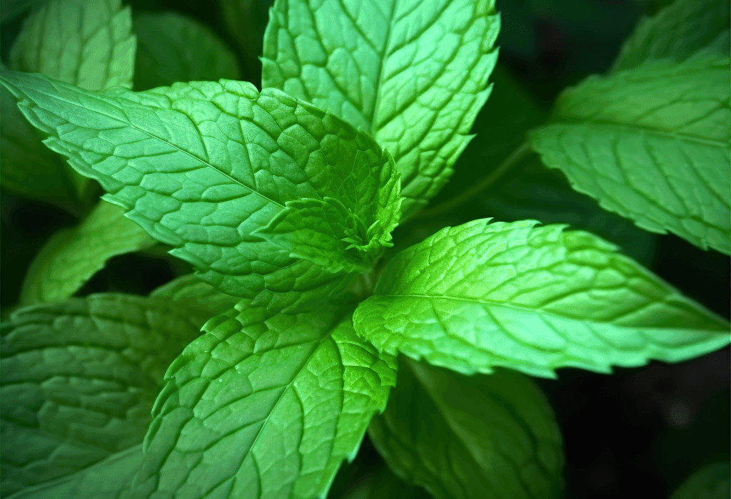 Mentha Cordifolia - Interstellar Blends