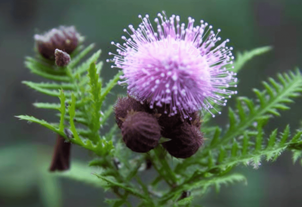 Mimosa Pigra - Interstellar Blends