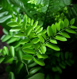 Murraya koenigii - Interstellar Blends