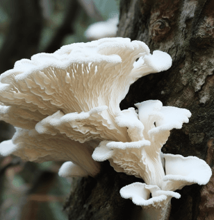 Mycoleptodonoides aitchisonii mushroom illustration, a rare medicinal fungus featured in Interstellar Blends' herbal formulas, known for its neuroprotective, anti-inflammatory, and adaptogenic properties