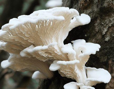 Mycoleptodonoides aitchisonii mushroom illustration, a rare medicinal fungus featured in Interstellar Blends' herbal formulas, known for its neuroprotective, anti-inflammatory, and adaptogenic properties