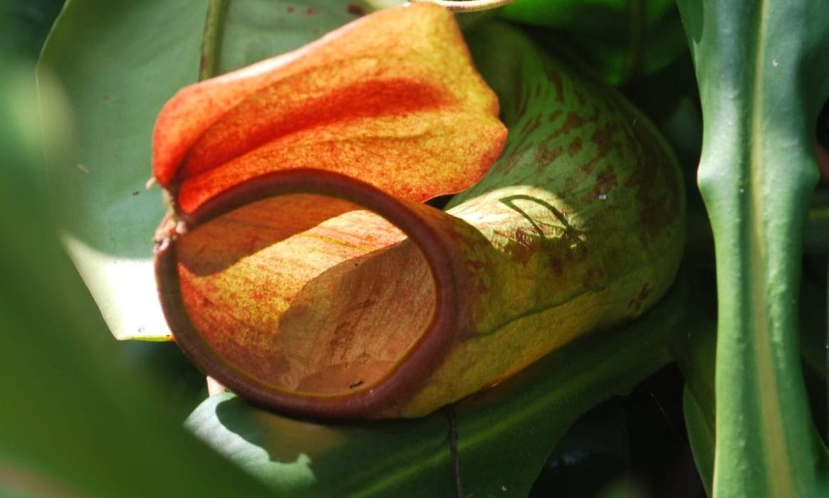 Nepenthes Khasiana - Interstellar Blends