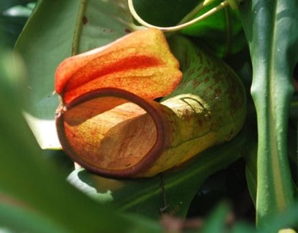 Nepenthes Khasiana - Interstellar Blends