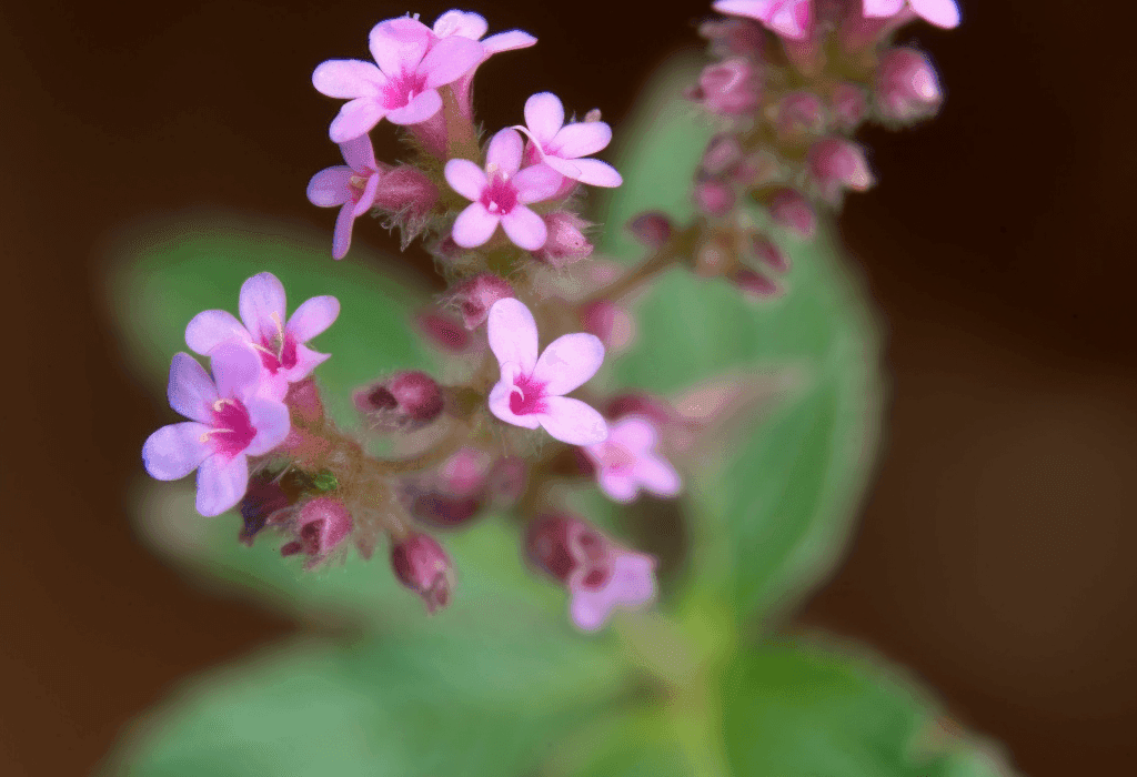 Nepeta hindostana (Indian Catmint) plant illustration, a traditional herb featured in Interstellar Blends' herbal formulas, known for its calming, digestive-supporting, and antimicrobial properties