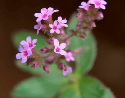 Nepeta hindostana (Indian Catmint) plant illustration, a traditional herb featured in Interstellar Blends' herbal formulas, known for its calming, digestive-supporting, and antimicrobial properties