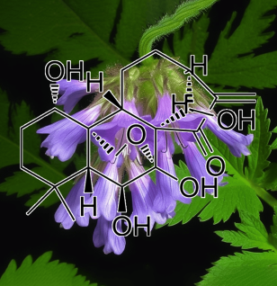 Oridonin (Rabdosia rubescens) – A bright depiction of Oridonin, a bioactive compound in Interstellar Blends for immune and cellular health.