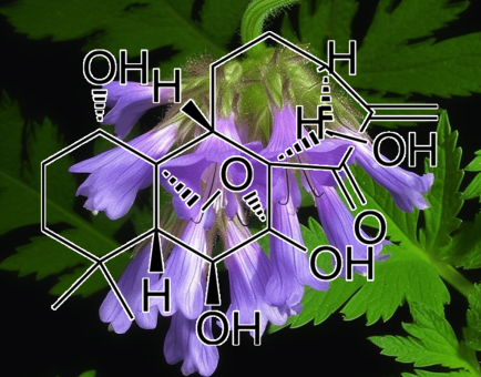 Oridonin (Rabdosia rubescens) – A bright depiction of Oridonin, a bioactive compound in Interstellar Blends for immune and cellular health.