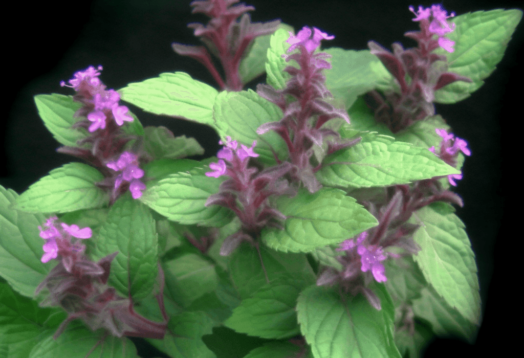 Ocimum basilicum - Interstellar Blends