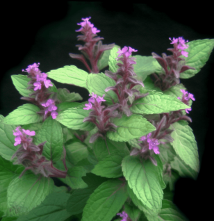 Ocimum basilicum - Interstellar Blends