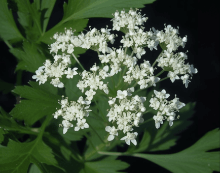 Oenanthe javanica - Interstellar Blends