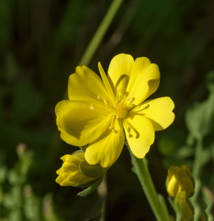 Oenothera biennis – A detailed image of Oenothera biennis (Evening Primrose), a plant in Interstellar Blends for skin and hormonal health.