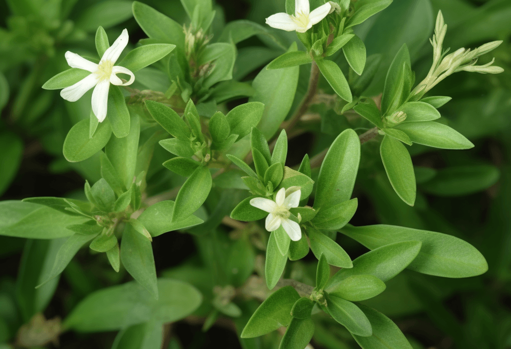 Oldenlandia diffusa – A high-resolution capture of Oldenlandia diffusa, a traditional herb in Interstellar Blends known for cellular support.
