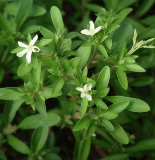 Oldenlandia diffusa – A high-resolution capture of Oldenlandia diffusa, a traditional herb in Interstellar Blends known for cellular support.
