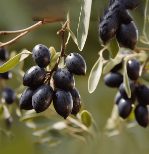 Olea Europaea - Interstellar Blends