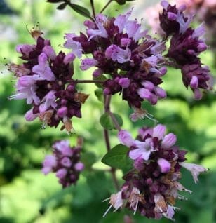 Origanum vulgare (Oregano) – Potent antimicrobial herb in Interstellar Blends, supporting immune function, digestion, respiratory health, and antioxidant defense.