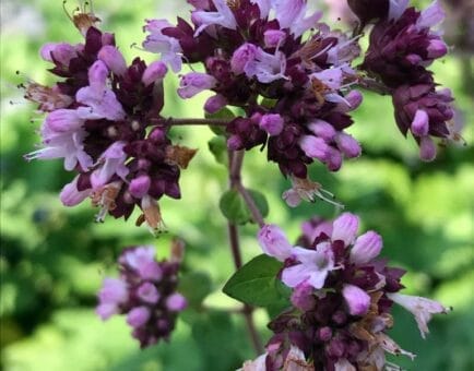 Origanum vulgare (Oregano) – Potent antimicrobial herb in Interstellar Blends, supporting immune function, digestion, respiratory health, and antioxidant defense.