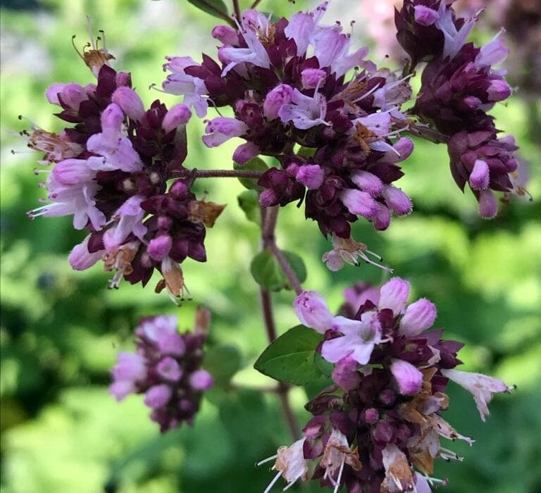 Origanum vulgare (Oregano) – Potent antimicrobial herb in Interstellar Blends, supporting immune function, digestion, respiratory health, and antioxidant defense.