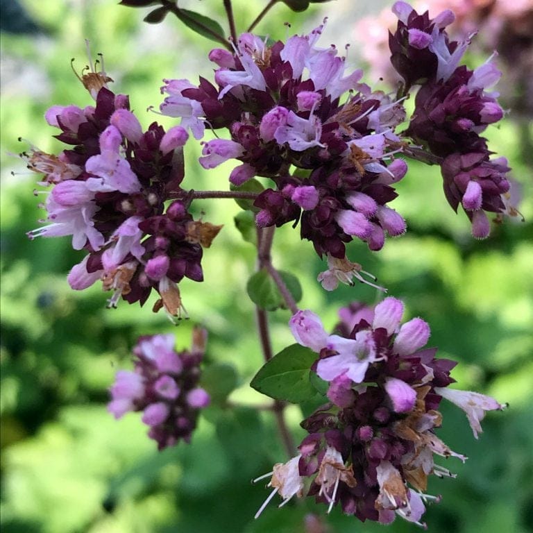 Origanum vulgare (Oregano) – Potent antimicrobial herb in Interstellar Blends, supporting immune function, digestion, respiratory health, and antioxidant defense.