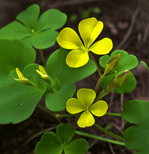 Oxalis corniculata (Creeping Wood Sorrel) plant illustration, a nutrient-rich herb used in Interstellar Blends' herbal formulas, known for its antimicrobial, antioxidant, and digestive-supporting properties