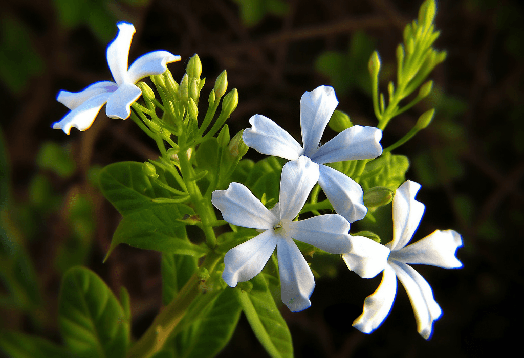 Plumbago zeylanica – A striking capture of Plumbago zeylanica, an herb in Interstellar Blends used for digestive and anti-inflammatory effects.