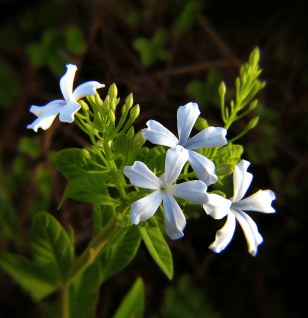 Plumbago zeylanica – A striking capture of Plumbago zeylanica, an herb in Interstellar Blends used for digestive and anti-inflammatory effects.