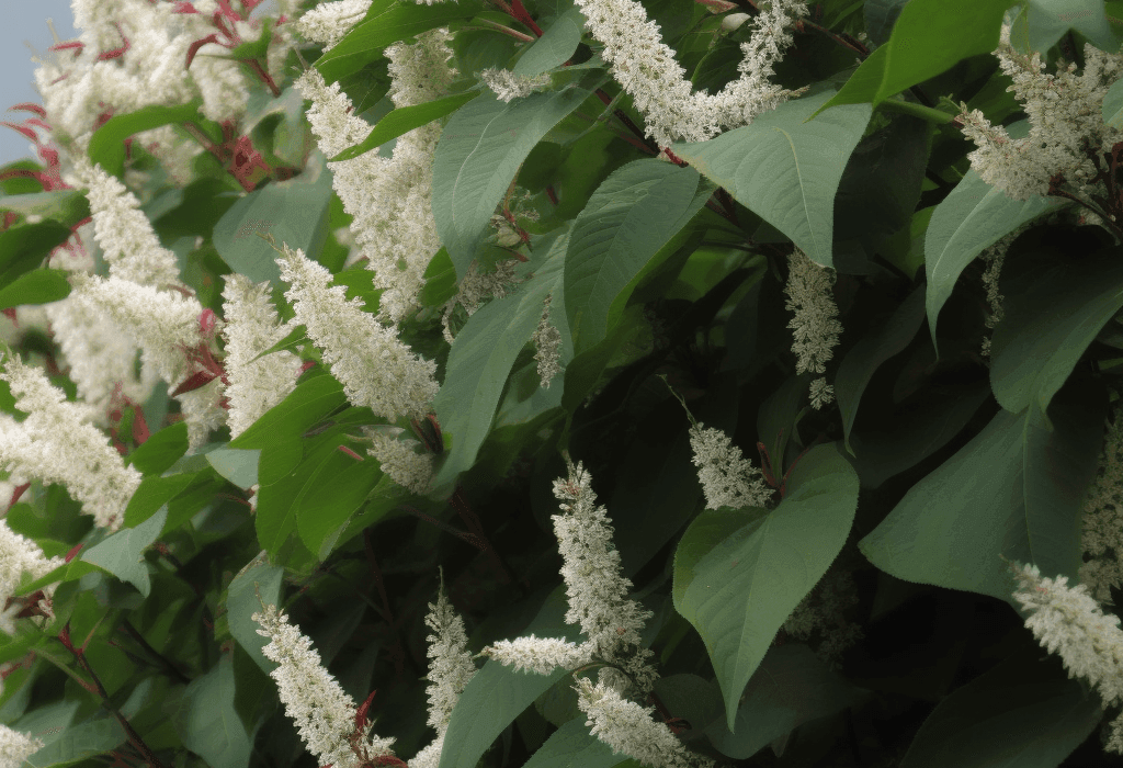 Polygonum cuspidatum – A vivid shot of Polygonum cuspidatum (Japanese Knotweed), a major source of Resveratrol in Interstellar Blends for heart and cellular health.
