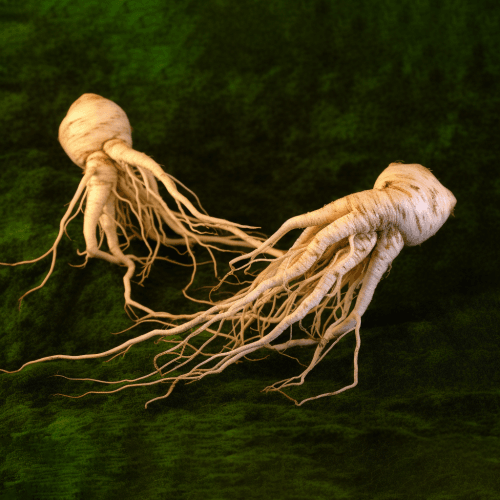 Panax notoginseng – A close-up of Panax notoginseng, an adaptogenic herb in Interstellar Blends known for blood circulation and recovery.