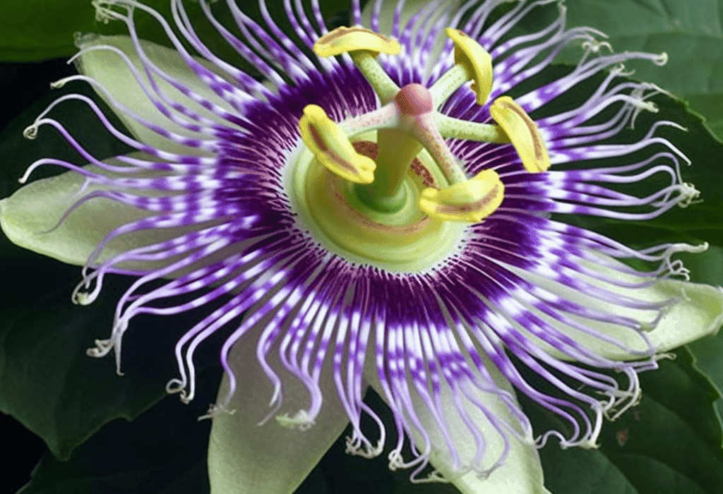 Passiflora edulis – A detailed image of Passiflora edulis (Passionfruit), a fruit in Interstellar Blends for its calming and antioxidant benefits.