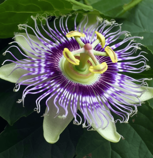 Passiflora edulis – A detailed image of Passiflora edulis (Passionfruit), a fruit in Interstellar Blends for its calming and antioxidant benefits.
