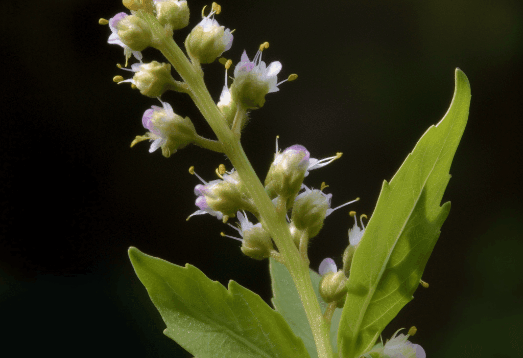Penthorum chinense - Interstellar Blends