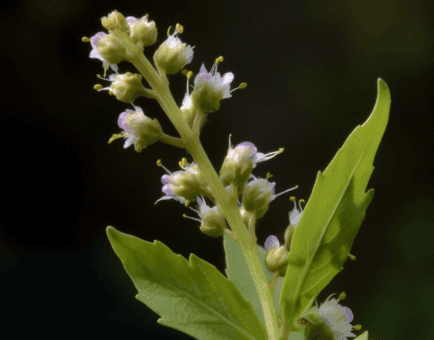Penthorum chinense - Interstellar Blends