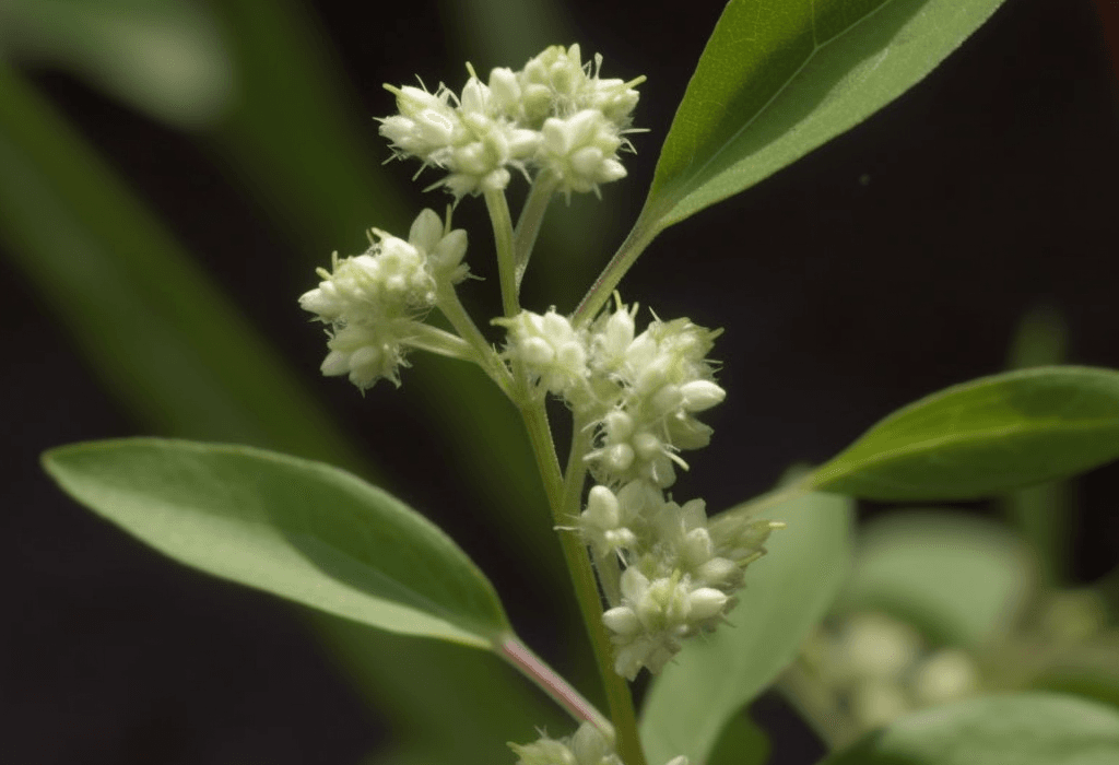 Pfaffia paniculata - Interstellar Blends