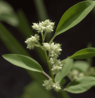 Pfaffia paniculata - Interstellar Blends