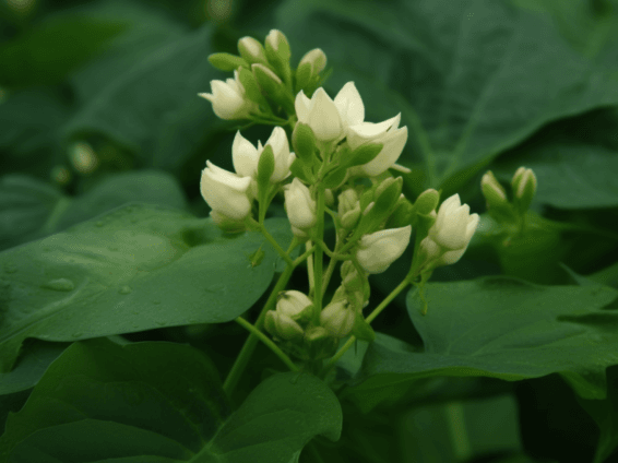Phaseolus vulgaris – Carb-blocking ingredient in Interstellar Blends, aiding weight management and blood sugar control.