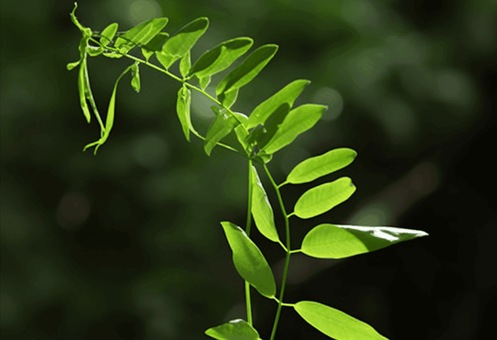 Phyllanthus Muellerianus Leaves - Interstellar Blends