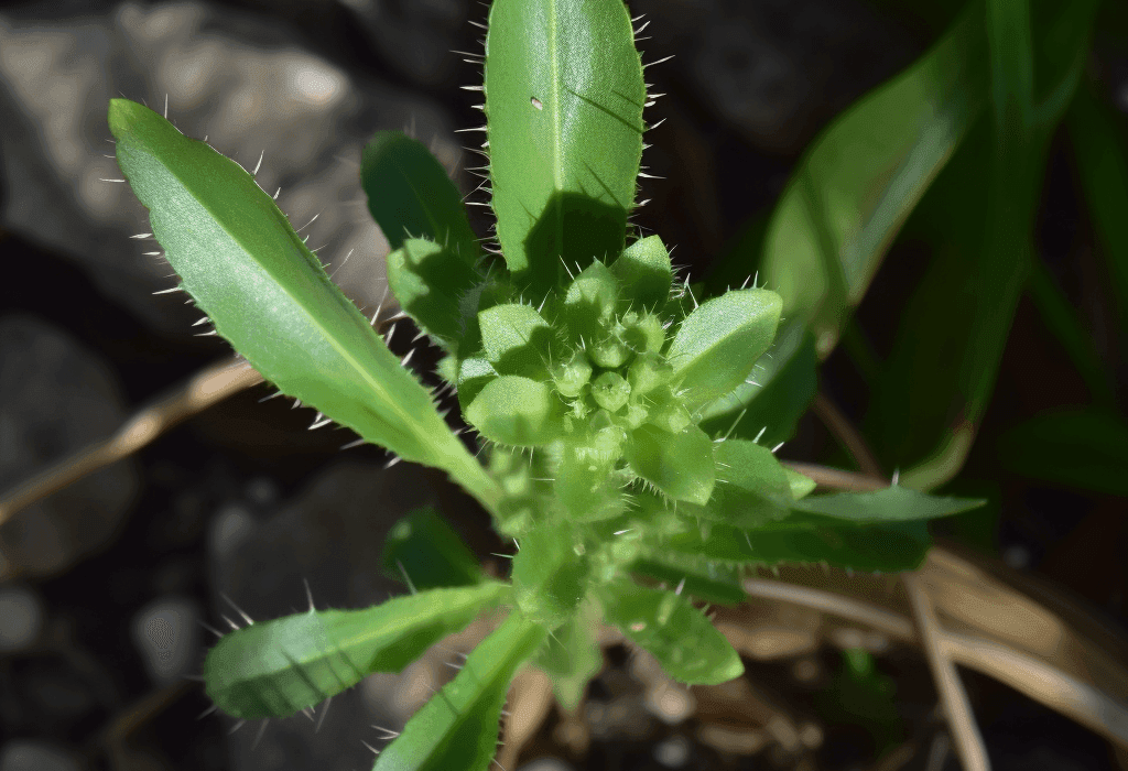 Picrorhiza Kurroa - Interstellar Blends