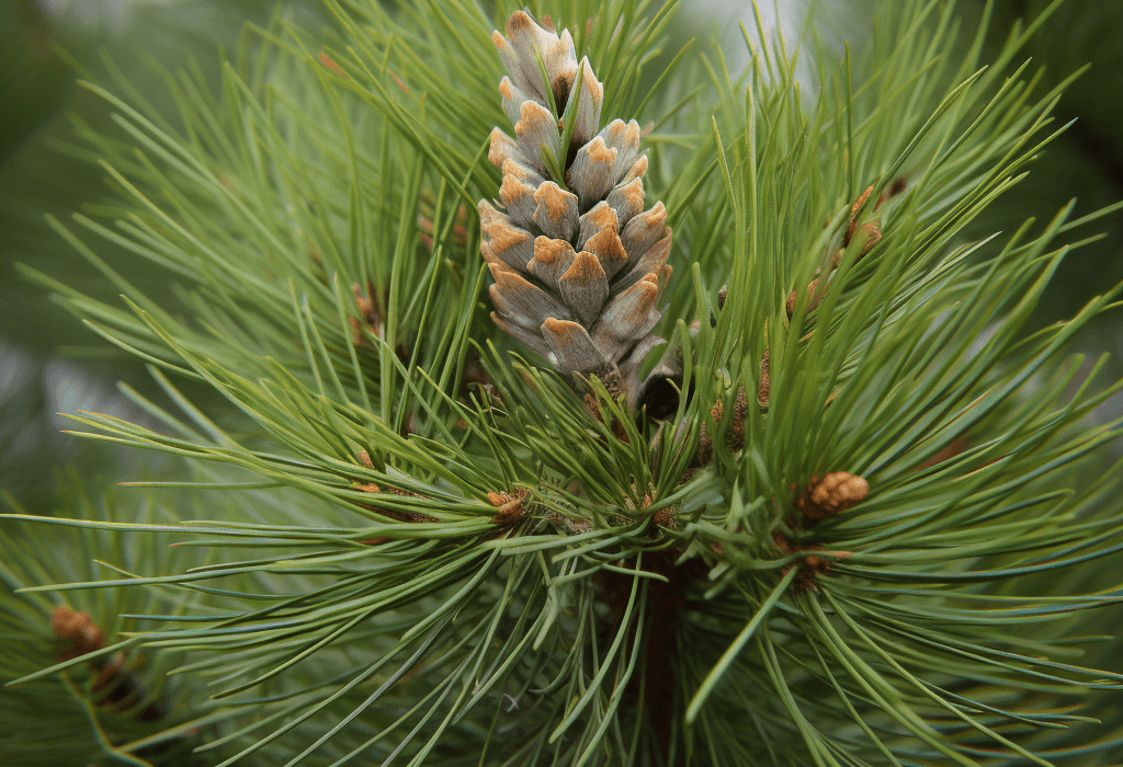 Pinus koraiensis - Interstellar Blends
