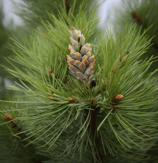 Pinus koraiensis - Interstellar Blends