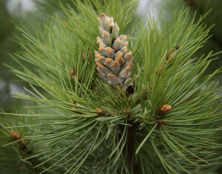 Pinus koraiensis - Interstellar Blends