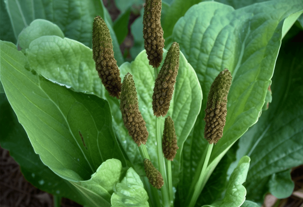 Plantago major - Interstellar Blends