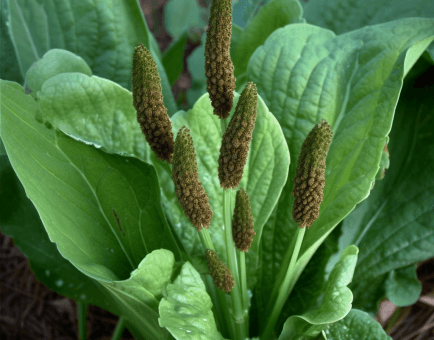 Plantago major - Interstellar Blends