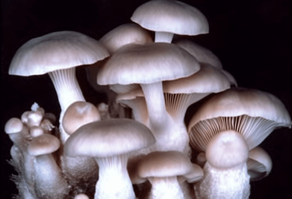 Pleurotus Rhodophyllus - Interstellar Blends