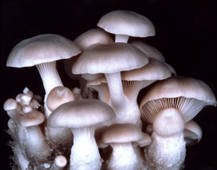Pleurotus Rhodophyllus - Interstellar Blends