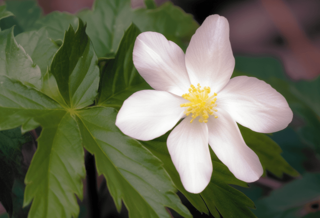 Podophyllum hexandrum (Himalayan Mayapple) rhizome illustration, a potent medicinal plant used in Interstellar Blends' herbal formulas, known for its antiviral, anticancer, and cell-regenerating properties