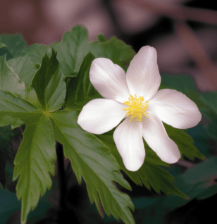 Podophyllum hexandrum (Himalayan Mayapple) rhizome illustration, a potent medicinal plant used in Interstellar Blends' herbal formulas, known for its antiviral, anticancer, and cell-regenerating properties