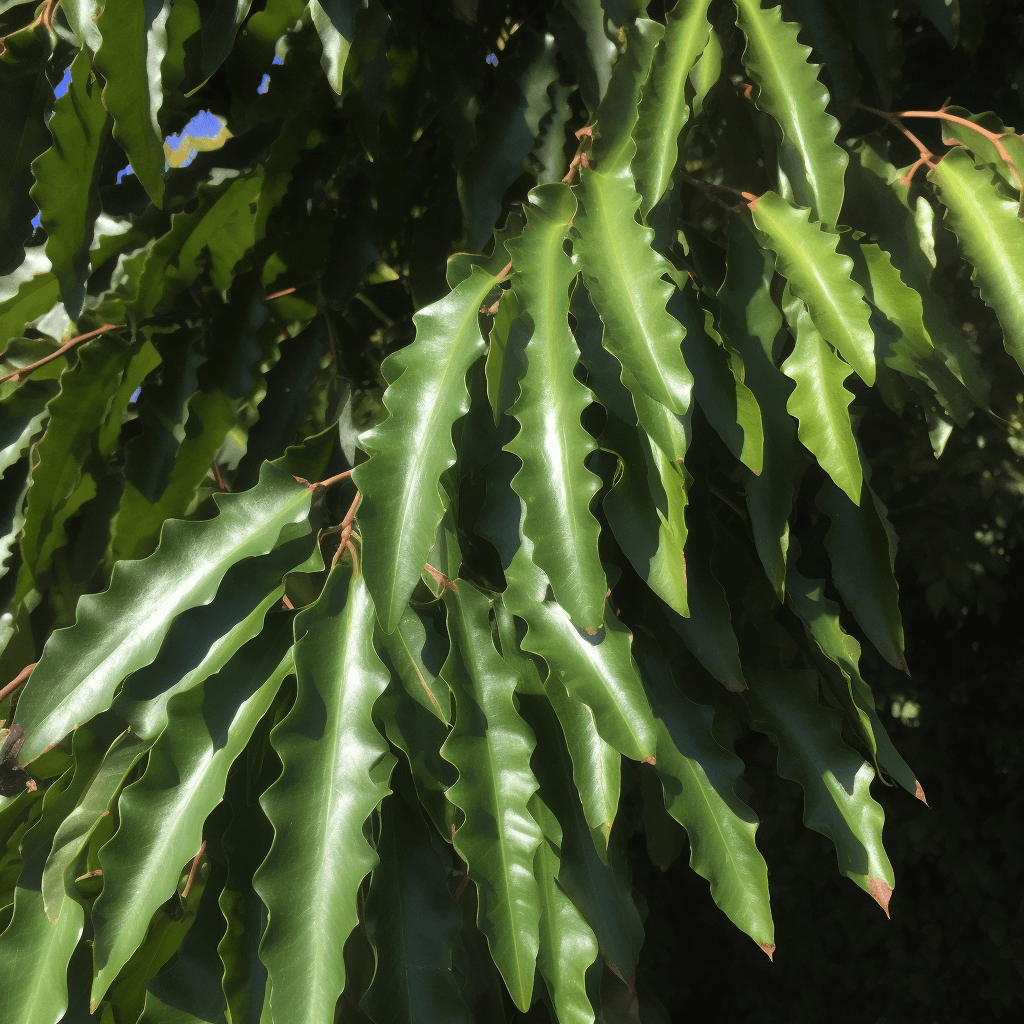 Polyalthia longifolia – A bright image of Polyalthia longifolia, a medicinal tree in Interstellar Blends used for its anti-inflammatory and detoxifying properties.