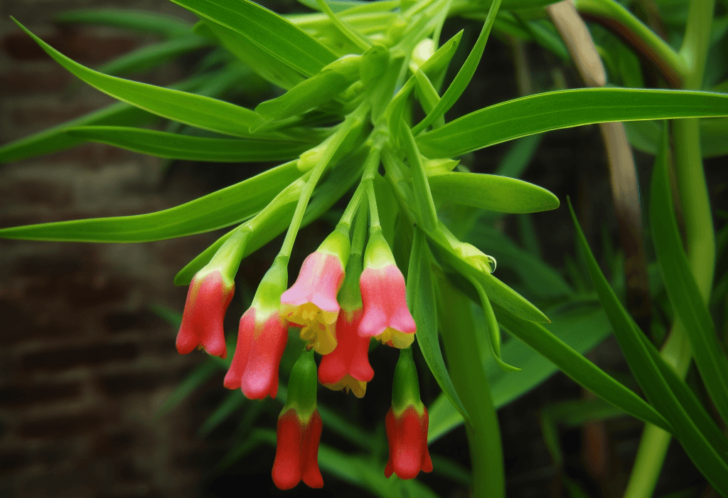 Polygonatum Kingianum - Interstellar Blends